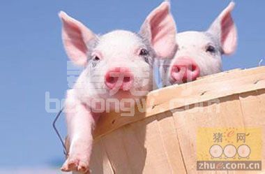 乳猪下痢中药防治效果好