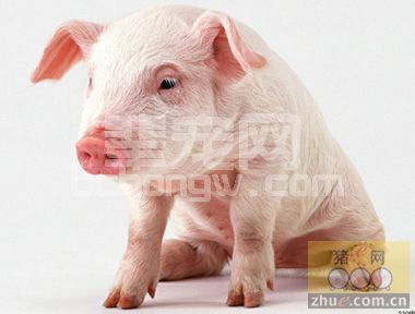 猪常发呼吸道疾病的鉴别诊断