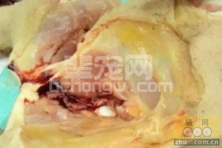 治疗母猪高热引起的附红细胞体病的方案