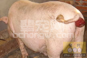 猪脱肛别担心，治疗方法