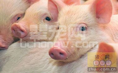 加拿大：引进生物控制计划确保养猪业长期发展