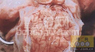 冬季养猪，谨防猪乙脑
