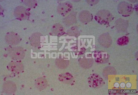 规模猪场猪附红细胞体病的发生与防控