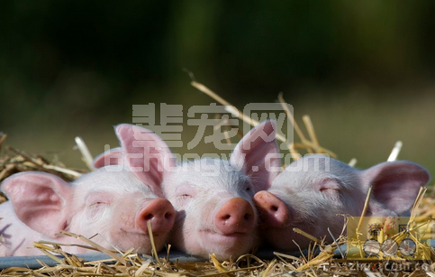 猪健康与疾病治疗——同期寄养与向后寄养规则