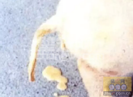 仔猪营养性腹泻源于3个主要的饲料配方设计错误，防治策略？