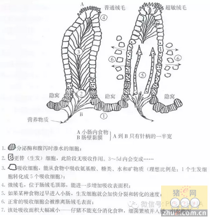 哺乳仔猪断奶开始独立生活之初，为什么腹泻发病率会如此之高？
