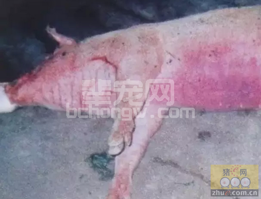 猪只出现呼吸急促时，注射给药是不是极易出现急性死亡？