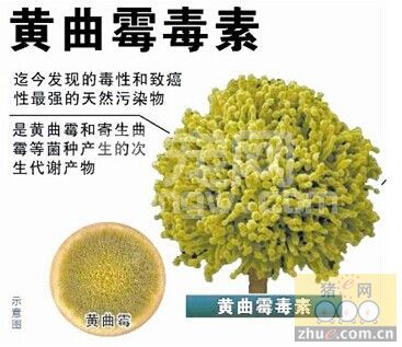 黄曲霉毒素危害及防治措施