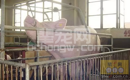 图文详解猪前腔静脉采血技术