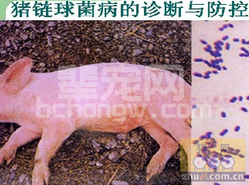 猪链球菌病的综合防制方案