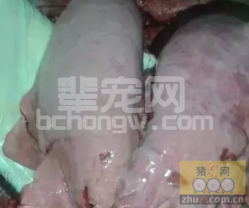 江苏一例口蹄疫疫苗“副反应”投诉的处理报告
