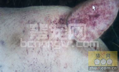 当前猪瘟的流行特点与防控存在问题