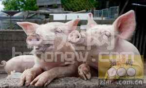 小猪咳嗽不算病 一旦喘起来要人命