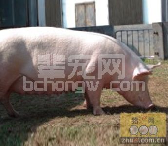 母猪假妊娠的原因及防治措施