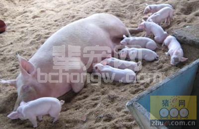 仔猪营养性腹泻导致的原因与对策