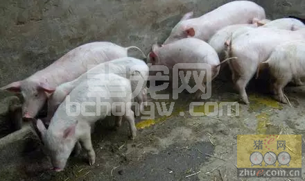 防控猪腹泻病这三大误区须警惕