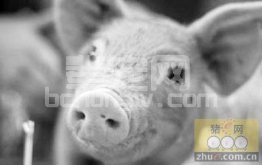 规模化猪场猪喘气病的防治措施