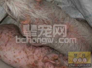 仔猪渗出性表皮炎的临床症状、病理变化与防治措施