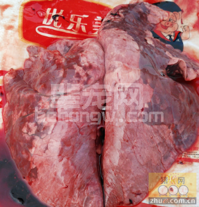 兽医能否正确剖析猪肺部病理对呼吸道病诊治意义重大