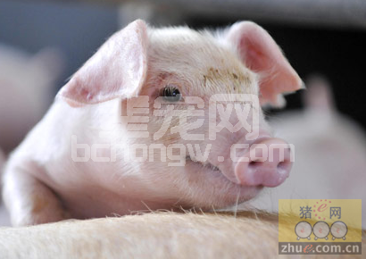 母猪瘦弱综合症 诊断及治疗