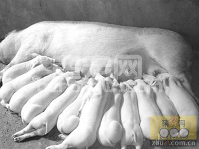 产房仔猪病毒性腹泻综合控制措施