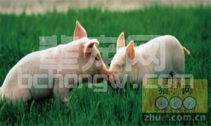 秋季养猪谨防五种病发生