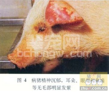 猪弓形体病的分析与治疗