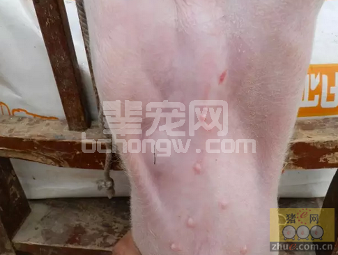 猪阴囊疝手术就是这么简单，你也可以操作
