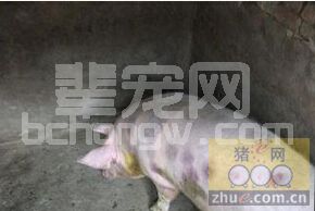 猪丹毒病的防控