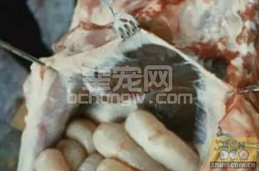 秋季进入中大猪传染性胸膜肺炎高发季节，猪场需提前做好防控工作