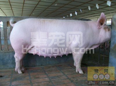 母猪便秘不可怕，就怕兽医找不到正确处理方法