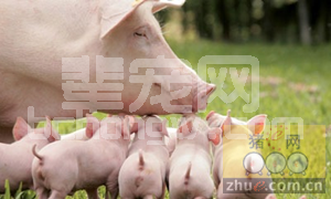 造成母猪流产的原因有那些？