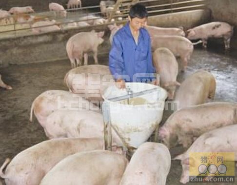 秋季养猪 防腹泻还得防丹毒