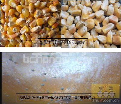 霉菌毒素对猪群的危害及控制