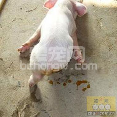 仔猪红、黄、白痢的联合用药