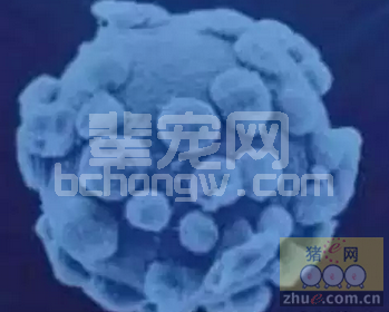 我国目前蓝耳病在猪场的表现形式及处置方式