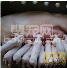 规模化猪场母猪乳房炎防治及措施