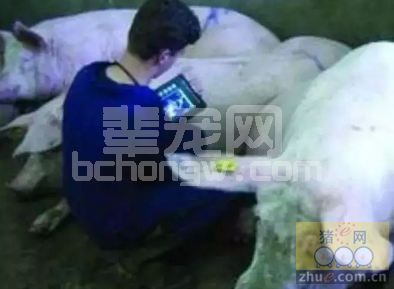 猪场流行性腹泻怎么来诊断、检测、防控呢？