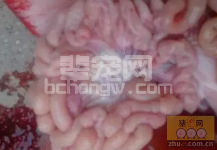 看图鉴别猪拉稀的方法