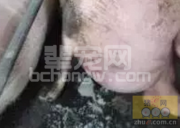 母猪子宫内膜炎和乳房炎的病因分析及综合防治