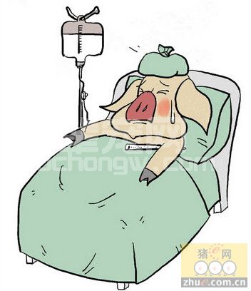 猪发生疫苗反应的原因及预防措施
