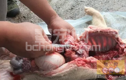 如何通过解剖初步诊断猪病