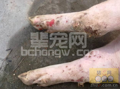猪口蹄疫的中药治疗方法