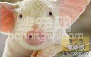 蓝耳病最理性的分析与认识