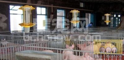 规模养猪场疾病的简单分析