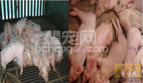 蓝耳病的诊断与防治