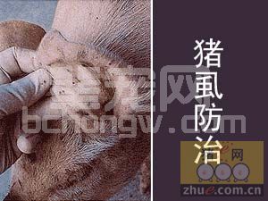 根除猪虱有巧门