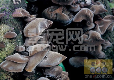 黑木耳防治仔猪缺铁性贫血