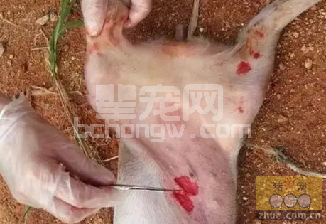 猪附红细胞体病及链球菌病并发感染的诊治