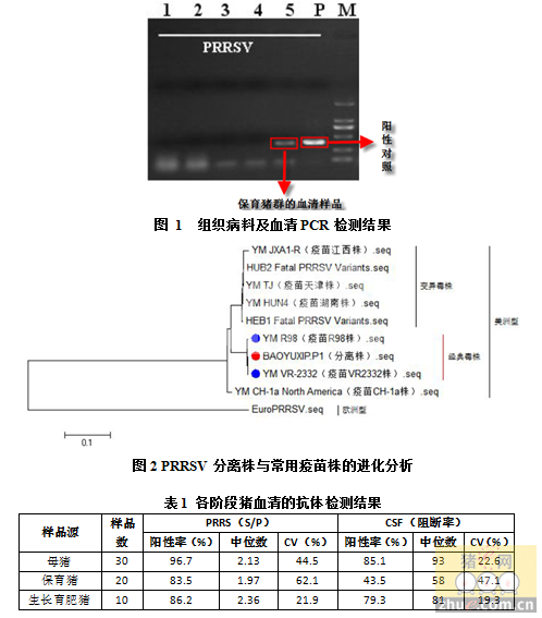 蓝耳病免疫不当导致呼吸道疾病的处理与分析